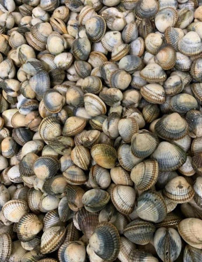 Apto Cortegada Vilagarcia de Arousa Dış mekan fotoğraf